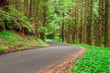 Winding Road in a Forest