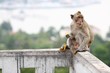 Lonely monkey