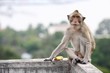 Lonely monkey.