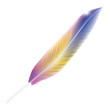 Bird feather