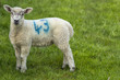 Young lamb in green field