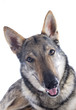 Photo: Czechoslovakian Wolfdog Czechoslovakian Wolfdog