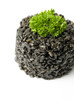 Photo: Black risotto Black risotto
