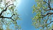 blossoming apple orchard, shooting slider