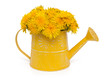 Photo: dandelions in a watering can dandelions in a watering can