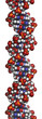 DNA structure, B-DNA form.