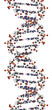 DNA structure, B-DNA form.