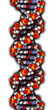 DNA structure, B-DNA form.