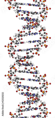 Illustration: DNA structure, B-DNA form. DNA structure, B-DNA form.