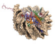 Nucleosome, molecular model.