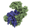 Transfer RNA (tRNA, Leucyl-tRNA) bound to leucyl-tRNA synthetase