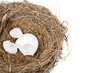 Broken Egg in Nest