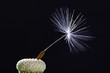 Foto: Makro | Löwenzahn | Pusteblume | Makro | Löwenzahn | Pusteblume |