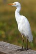 Photo: Cattle Egret (Bubulcus ibis) Cattle Egret (Bubulcus ibis)