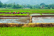 Rice field terraces ,Thailand