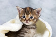 Kitten closed in towel