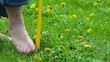Pulling Weeds in Grass with Dandelions