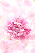 花　flower