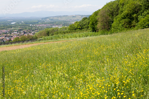 Photo: Campagne et pré fleuri Campagne et pré fleuri
