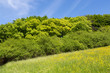 Pré fleuri, forêt au printemps