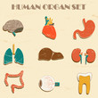 Internal organs