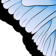 vector abstraction. Part of butterfly wing
