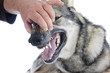 teeth of Czechoslovakian Wolfdog