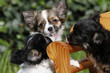 Chihuahuawelpen