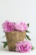 Rosa Pfingstrosen