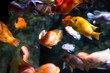 Photo of a tropical fish