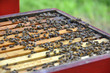 open beehive