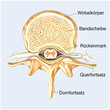 Illustration: Bandscheibe.Querschnitt eines Wirbels. Rückenmark Bandscheibe.Querschnitt eines Wirbels. Rückenmark