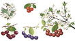 collection of ripe red cherries and flowers