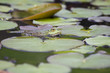 Grenouille