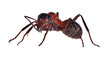 Photo: single large brown forest ant isolated on white single large brown forest ant isolated on white