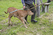 Capture petit  veau
