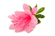 azalea flower