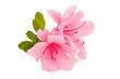 azalea flower