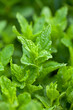 growing mint