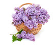 lilac over white