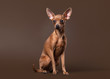 Russian toy terrier puppy on dark brown background