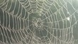 Water on a spider web