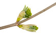bud maple