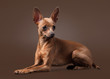 Russian toy terrier puppy on dark brown background