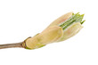 bud maple