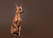 Russian toy terrier puppy on dark brown background