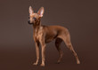 Russian toy terrier puppy on dark brown background
