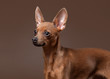 Russian toy terrier puppy on dark brown background