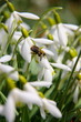Schneeglöckchen und Biene