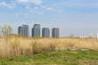 Tall residential buildings and high reed fields.